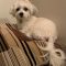 Millie 5804 D